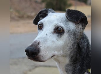 Wunderschöne PRIMERA-sanft, menschenbezogen, sozial, ruhig, angenehm wartet auf ihre 2. Chance