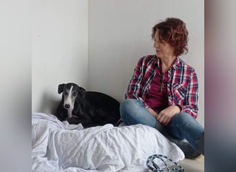 NAVARRA-schüchterne Galga auf der Suche nach Liebe und Geborgenheit