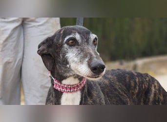 Zauberhafte LARA- sanft, überaus zutraullich erobert sie alle Herzen. Auch deines?