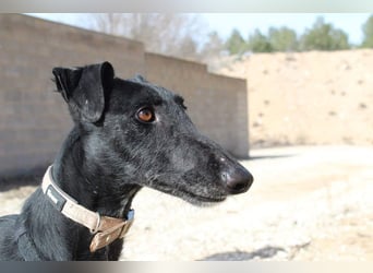 Wunderschöne MULATA-freundlich, ausgeglichen, menschenbezogen sucht ihre liebevolle Heimat