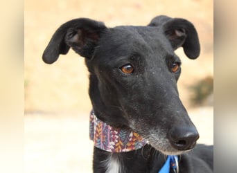 Wunderschöne ALEGRA- sensible, feinfühlige, sanfte Hundeseele sucht schönes Zuhause