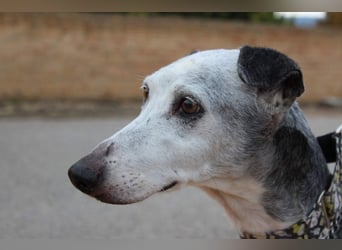 Wunderschöne PRIMERA-sanft, menschenbezogen, sozial, ruhig, angenehm wartet auf ihre 2. Chance