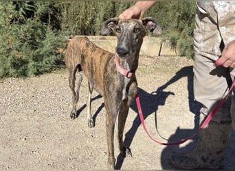 Alam wartet in 5210 Windisch, Schweiz auf dich