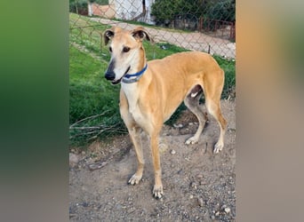 Traumgalgo CANUTO- hatte bisher eine tolle Familie, sucht leider ein neues Zuhause