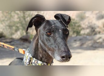 JACK- junger, beeindruckender Galgo sucht liebevolle Für-immer-Heimat