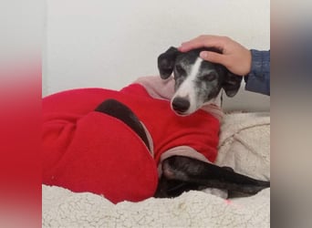 NAVARRA-schüchterne Galga auf der Suche nach Liebe und Geborgenheit