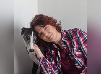 NAVARRA-schüchterne Galga auf der Suche nach Liebe und Geborgenheit