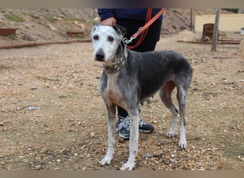 Wunderschöne PRIMERA-sanft, menschenbezogen, sozial, ruhig, angenehm wartet auf ihre 2. Chance