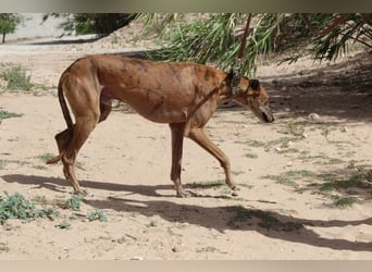 BERTO-ausgesprochen sozialer, freundlicher und ausgeglichener Bub sucht liebevolles Zuhause