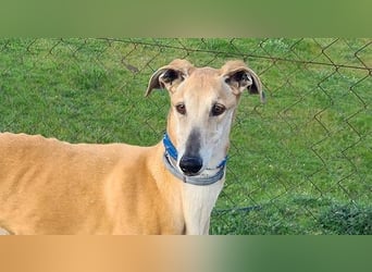 Traumgalgo CANUTO- hatte bisher eine tolle Familie, sucht leider ein neues Zuhause