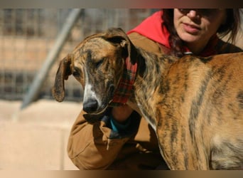 Wundervoller FITO-verspielt, menschschnfreundlich will endlich ein liebevolles Für-immer-Zuhause