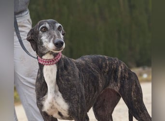 Zauberhafte LARA- sanft, überaus zutraullich erobert sie alle Herzen. Auch deines?