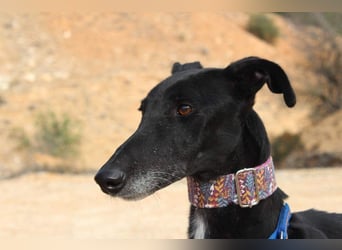 Wunderschöne ALEGRA- sensible, feinfühlige, sanfte Hundeseele sucht schönes Zuhause