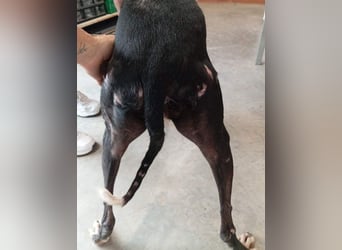 NAVARRA-schüchterne Galga auf der Suche nach Liebe und Geborgenheit