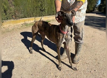 Alam wartet in 5210 Windisch, Schweiz auf dich