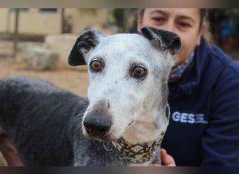 Wunderschöne PRIMERA-sanft, menschenbezogen, sozial, ruhig, angenehm wartet auf ihre 2. Chance