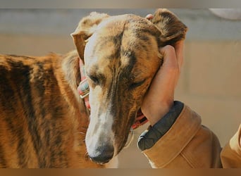 Wundervoller FITO-verspielt, menschschnfreundlich will endlich ein liebevolles Für-immer-Zuhause