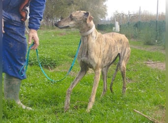 Süße CARIOCA-wartet sehnsüchtig auf ihr liebevolles Für-immer-Zuhause