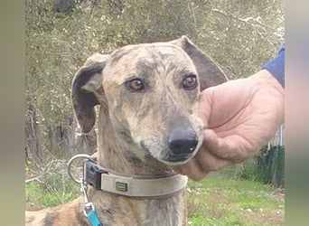 Süße CARIOCA-wartet sehnsüchtig auf ihr liebevolles Für-immer-Zuhause