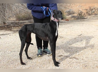 Wunderschöne ALEGRA- sensible, feinfühlige, sanfte Hundeseele sucht schönes Zuhause