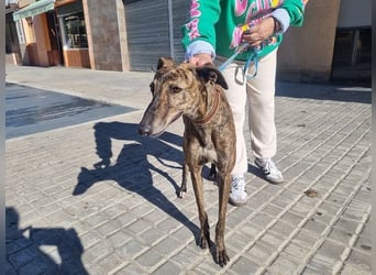 SAKIRA- ist super gesellig, hat immer gute Laune, ist sehr anhänglich.ihr fehlt nur Zuhause