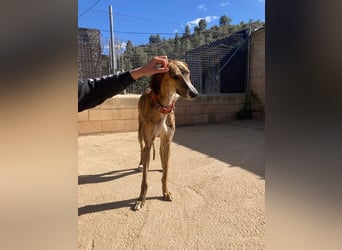 Wundervoller FITO-verspielt, menschschnfreundlich will endlich ein liebevolles Für-immer-Zuhause