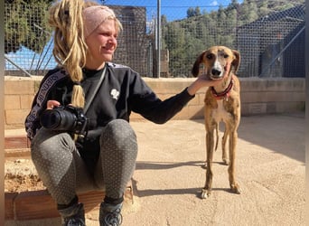 Wundervoller FITO-verspielt, menschschnfreundlich will endlich ein liebevolles Für-immer-Zuhause