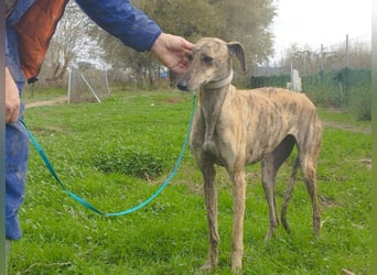Süße CARIOCA-wartet sehnsüchtig auf ihr liebevolles Für-immer-Zuhause