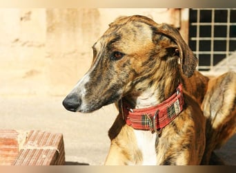 Wundervoller FITO-verspielt, menschschnfreundlich will endlich ein liebevolles Für-immer-Zuhause