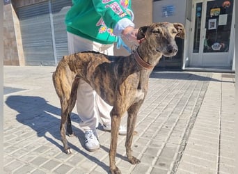 SAKIRA- ist super gesellig, hat immer gute Laune, ist sehr anhänglich.ihr fehlt nur Zuhause