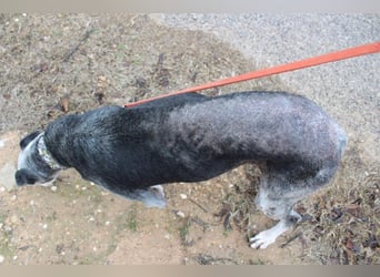 Wunderschöne PRIMERA-sanft, menschenbezogen, sozial, ruhig, angenehm wartet auf ihre 2. Chance