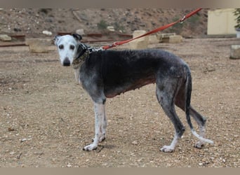 Wunderschöne PRIMERA-sanft, menschenbezogen, sozial, ruhig, angenehm wartet auf ihre 2. Chance