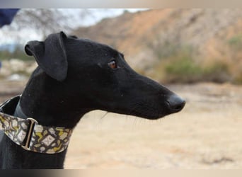 LUCERO-süsser, sanfter, lieber Galgo, offen, menschenbezogen sucht sein liebevolles Zuhause