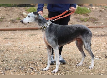 Wunderschöne PRIMERA-sanft, menschenbezogen, sozial, ruhig, angenehm wartet auf ihre 2. Chance