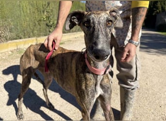 Alam wartet in 5210 Windisch, Schweiz auf dich