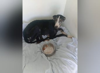 NAVARRA-schüchterne Galga auf der Suche nach Liebe und Geborgenheit