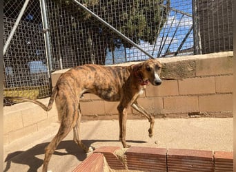 Wundervoller FITO-verspielt, menschschnfreundlich will endlich ein liebevolles Für-immer-Zuhause