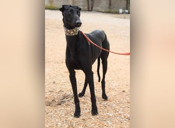 LUCERO-süsser, sanfter, lieber Galgo, offen, menschenbezogen sucht sein liebevolles Zuhause