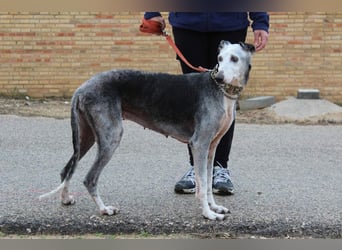 Wunderschöne PRIMERA-sanft, menschenbezogen, sozial, ruhig, angenehm wartet auf ihre 2. Chance