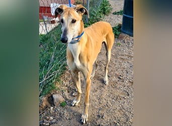 Traumgalgo CANUTO- hatte bisher eine tolle Familie, sucht leider ein neues Zuhause