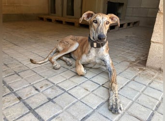TIGER-sanfter Galgo, voller Lebensfreude und Energie, aber auch mit ruhiger Seite, verschmust, sanft