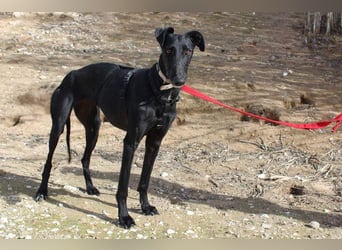 Wunderschöne MULATA-freundlich, ausgeglichen, menschenbezogen sucht ihre liebevolle Heimat