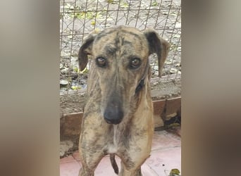 Süße CARIOCA-wartet sehnsüchtig auf ihr liebevolles Für-immer-Zuhause