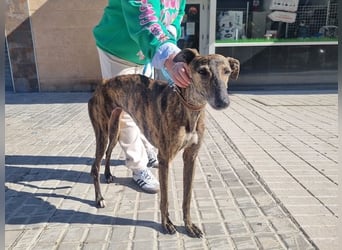 SAKIRA- ist super gesellig, hat immer gute Laune, ist sehr anhänglich.ihr fehlt nur Zuhause