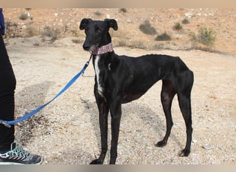 Wunderschöne ALEGRA- sensible, feinfühlige, sanfte Hundeseele sucht schönes Zuhause