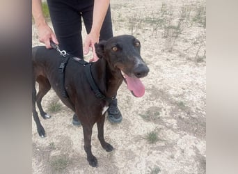 RASMIA-Lebensfreude pur sucht liebevolles, aktives Für-immer-Zuhause