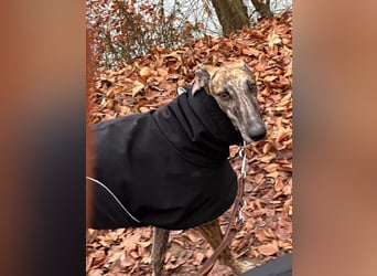 Alam wartet in 5210 Windisch, Schweiz auf dich