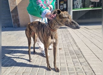 SAKIRA- ist super gesellig, hat immer gute Laune, ist sehr anhänglich.ihr fehlt nur Zuhause