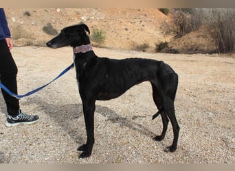 Wunderschöne ALEGRA- sensible, feinfühlige, sanfte Hundeseele sucht schönes Zuhause