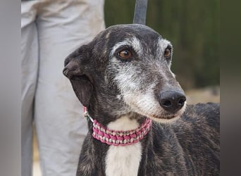 Zauberhafte LARA- sanft, überaus zutraullich erobert sie alle Herzen. Auch deines?